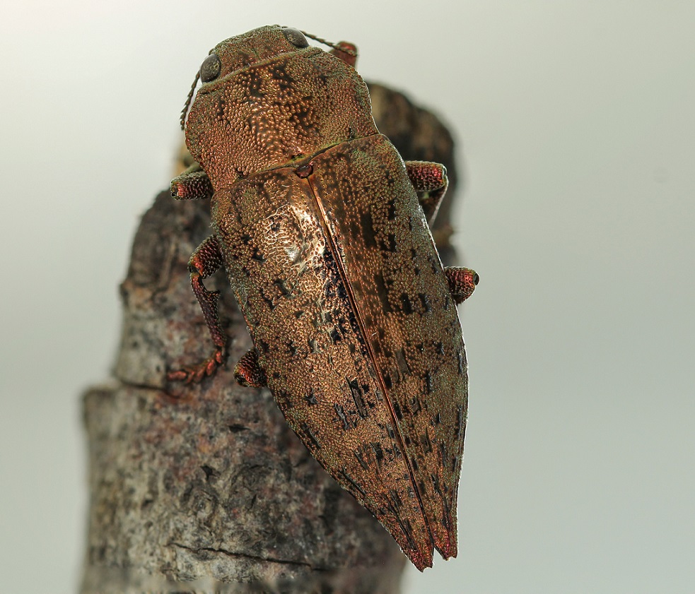 Buprestidae: Dicerca berolinensis